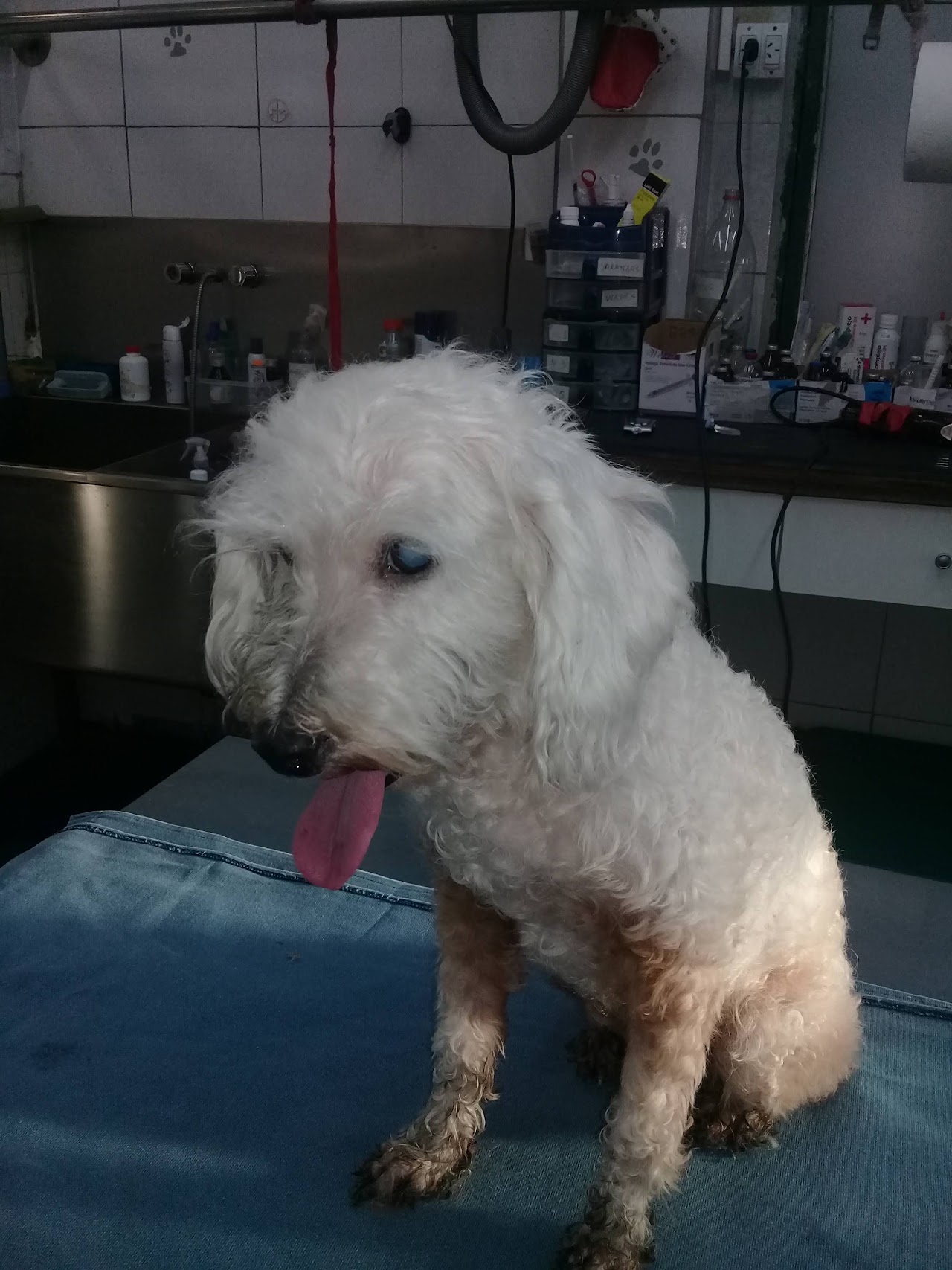 Paciente canino en consultorio de Veterinaria Paraná