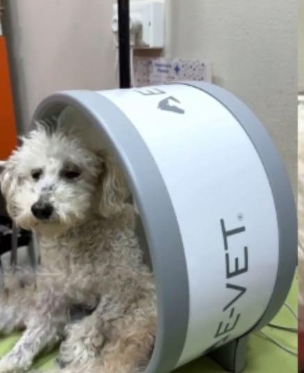 Sesión de fisioterapia con equipo láser en Veterinaria Paraná